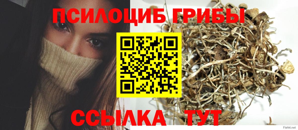 Псилоцибиновые грибы Psilocybine cubensis Нижний Новгород